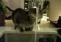 Kissa juo vettä