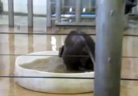 Elefanttivauva kylvyssä