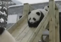 Pandat liukumäessä