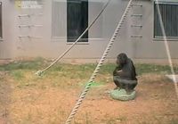 Simpanssien ongelmanratkaisut