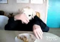 Koira syömässä