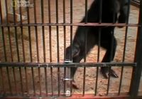 Simpanssien ongelmanratkaiseminen