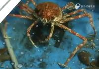 Giant spider crab sheds its shell