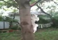 Koira noutaa frisbeen puusta
