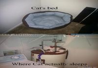 Kissan nukkumapaikka