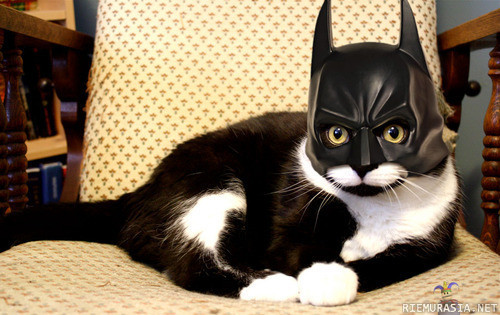 catman