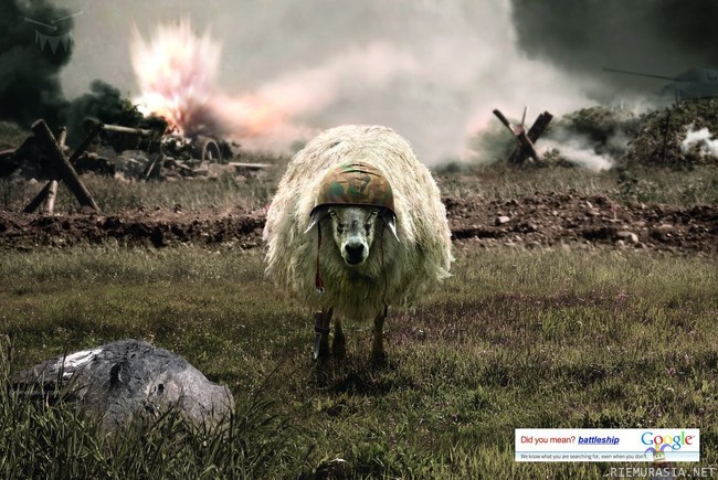 battle sheep