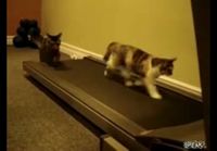 Kissat juoksumatolla