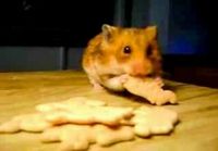 Nälkäinen hamsteri
