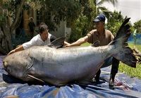 Mekong-joesta pyydettiin maailman suurin monni (293 kiloa)