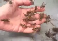 kourallinen ampiaisia