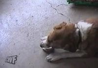 Koira avaa ruokapurkin itse
