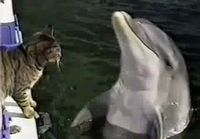 Kissa ja delfiini