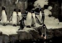 Nopein pingviini ikinä