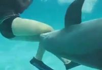 delfiini ahdistelee uimaria