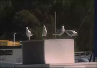 NEGs urban sports - Seagulling