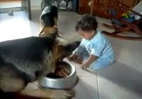 Koiran ja lapsen taistelu ruokakiposta