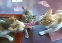 3 kissaa 1 pihvi