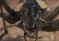 The Oogpister Beetle