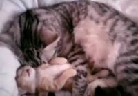 Kissaemo halaa kissanpentua