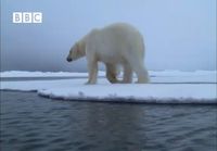 Jääkarhu metsästää hyljettä