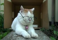 Kissalle silmälasit
