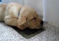 Koira ja ilmastointi