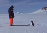 Pingviini hyökkää