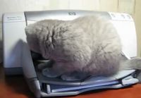 Kissa ja tulostin