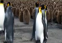 Pingviineillä riitaa