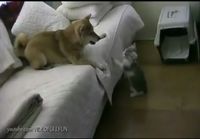 Kissanpentu vs. hyperaktiivinen koira