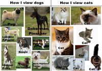 Kissat vs koira