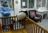 Panda tahtoo pakoon