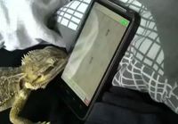 Eläimet pelaa älypuhelimilla ja tableteilla