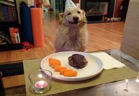 Koiran syntymäpäivä