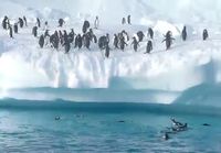 Pingviinit melkein lentää