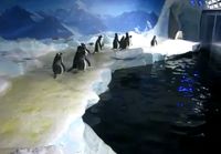 Pingviinitkin jahtaavat laaseria