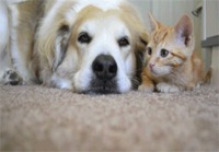 Kissa ja koira