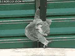 Koala - venyy venyy