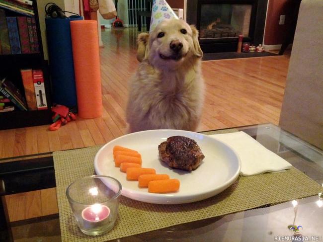 Koiran syntymäpäivä - :)
