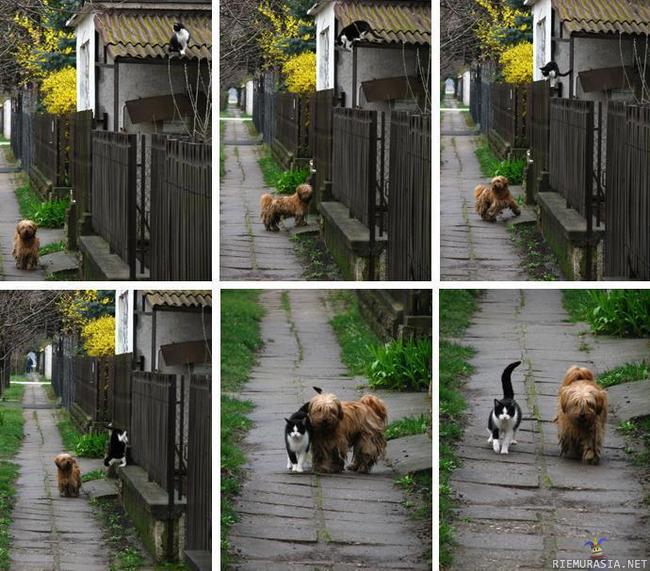 Ystävät - selitys: Koira odottaa ystäväänsä joka aamu jonka jälkeen he menevät aamukävelylle.