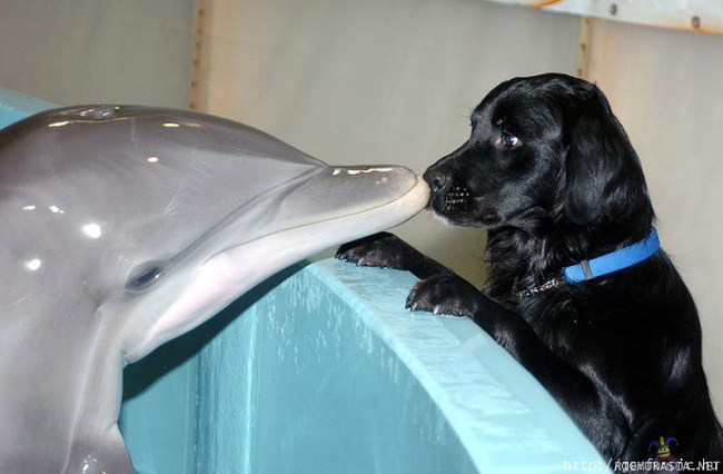 Koiran ja delfiinin rakkaus - Awwww =3