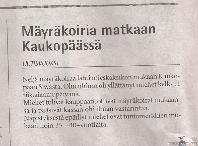 taas yksi uutinen lehdestä - Jos ei tiedä mikä mäyräkoira on, voi saada vääriä käsityksiä...