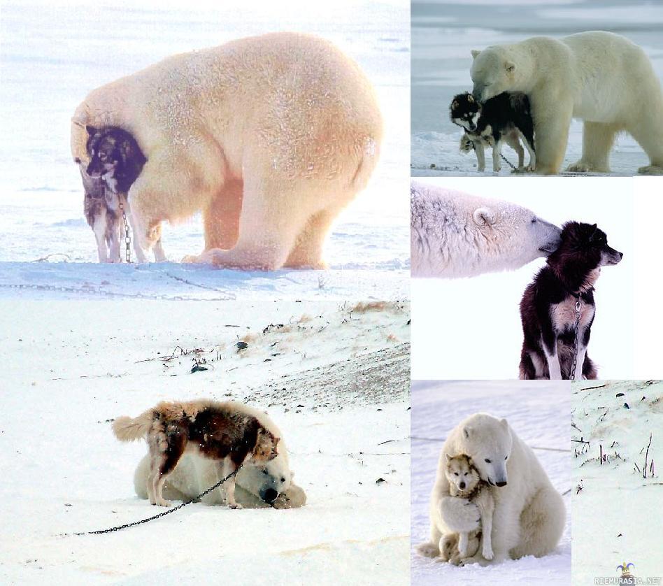 Видео собака привела медведей. Собака белый медведь. Дружба белого медведя и собаки. Собака и медведь Дружба.