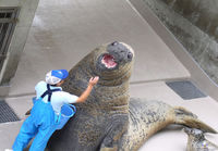 Sealion