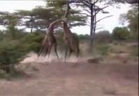 Tappelevat kirahvit