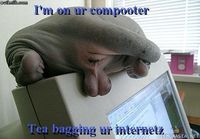 computer gets teabagged