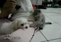 Kissa & Koira
