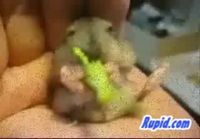 Hamsteri ja hänen ensimmäinen parsakaali