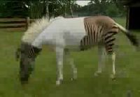 Zorse